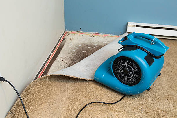 Best Professional water damage repair  in Havre De Grace, MD